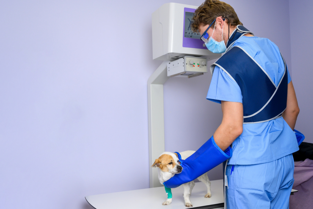 Veterinarian in a lead apron positioning a small Jack Russell terrier under a digital radiography unit