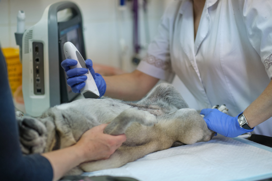 Veterinarian moving an ultrasound probe across a dog's shaved abdomen with the ultrasound monitor alongside