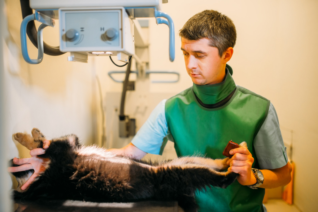 Veterinary technician in a green lead apron positioning a dog beneath a ceiling-mounted X-ray tube