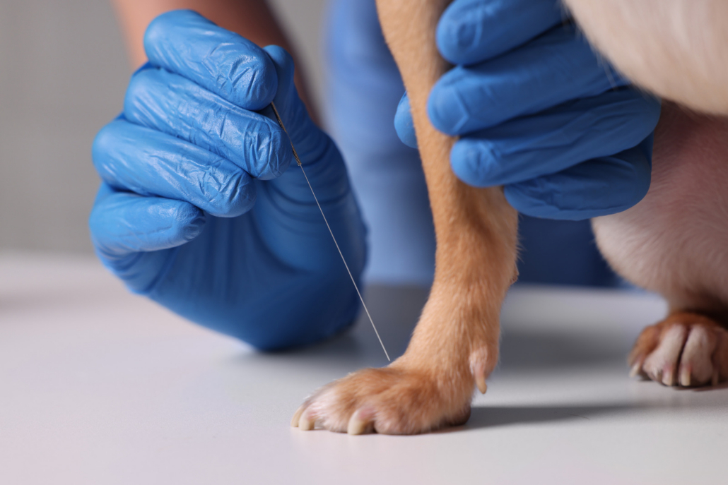 Close-up of a veterinarian's gloved hands guiding a fine acupuncture needle into a dog's front paw