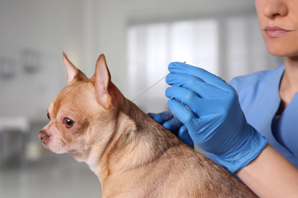 Veterinarian in blue gloves placing an acupuncture needle in the shoulder of a small tan Chihuahua