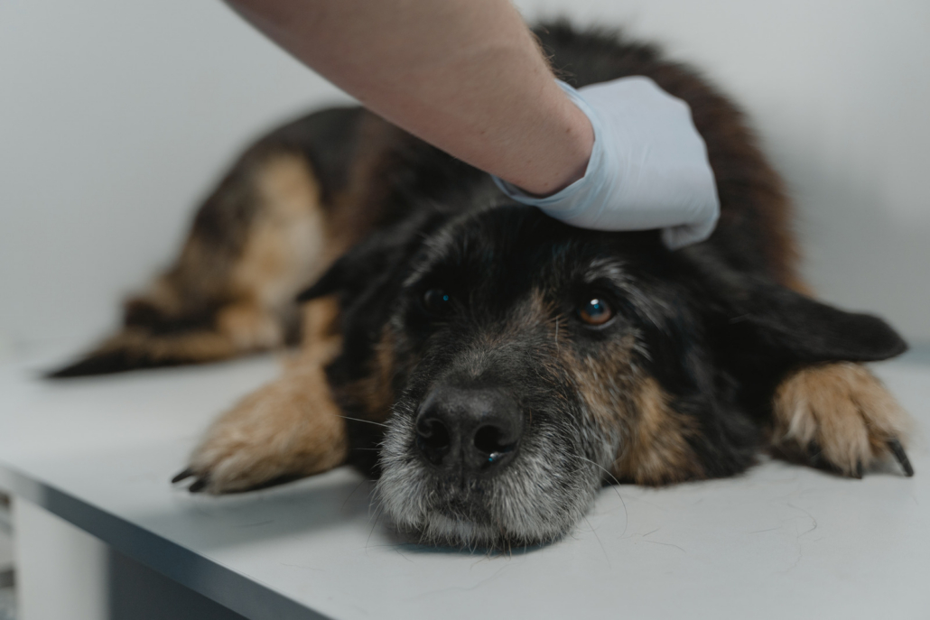Senior German Shepherd resting on a clinic table while a gloved hand steadies its head during treatment