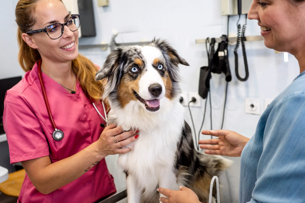 Veterinarian in pink scrubs steadying an Australian Shepherd on the exam table while talking with its owner