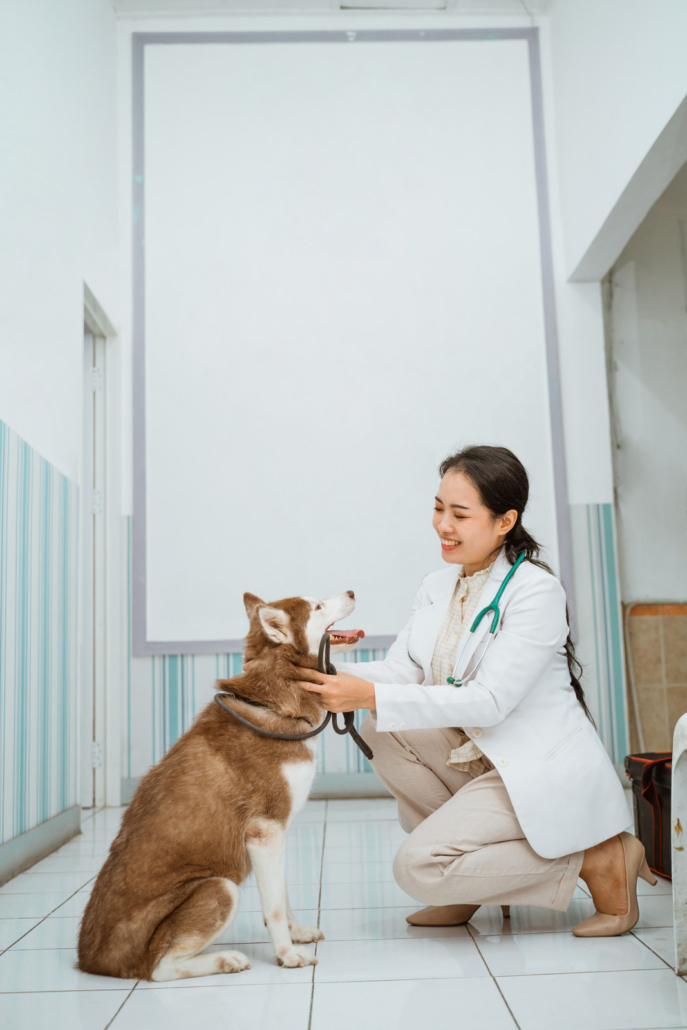 Veterinarian kneeling to greet a red and white Husky in a bright clinic hallway